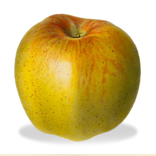 Apples — Three Springs Fruit Farm